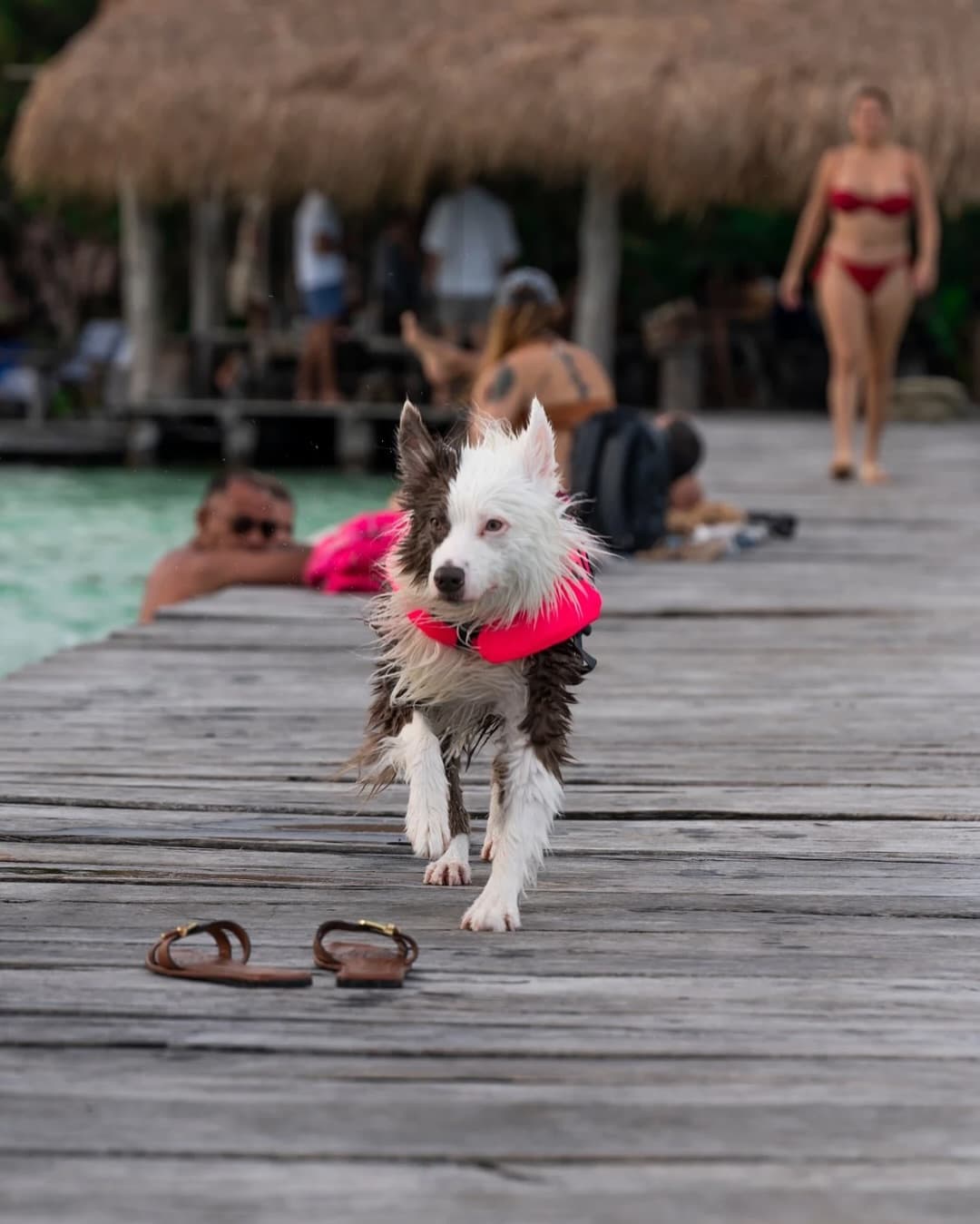 Dogs enjoying the fresh breeze by the water