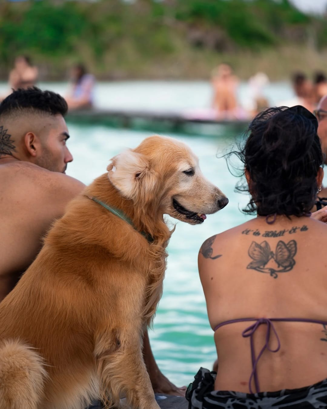 Pet Friendly